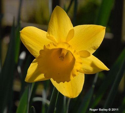 Backlit daffodil.