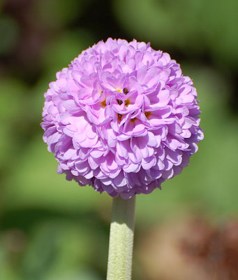 Primula denticulata.