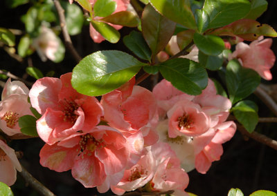 Quince blossom.