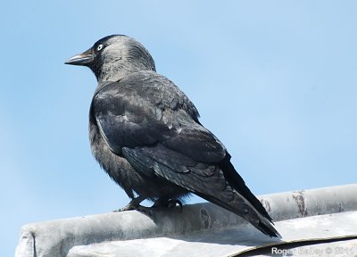 Jackdaw.