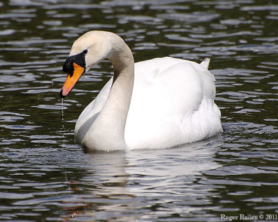 Swan.