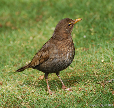 Blackbird - female.