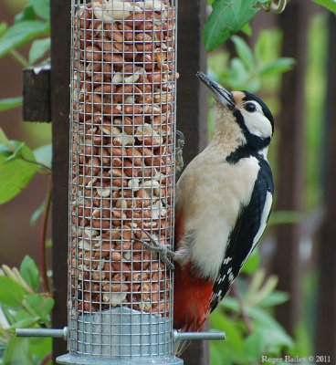 Great Spotted Woodpecker - Female.