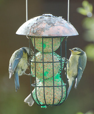 Blue Tits on fat ball feeder.