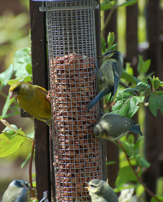 Greenfinch.