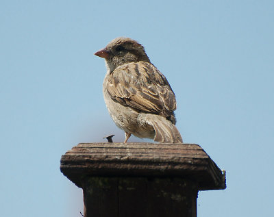 Hedge Sparrow - Female.