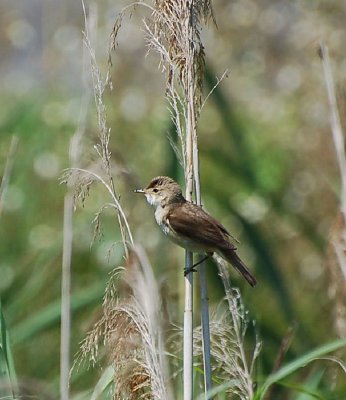 Reed Warbler.