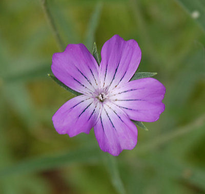 Small Flower.