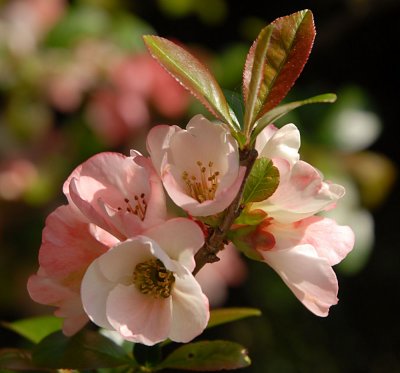 Quince Blossom.