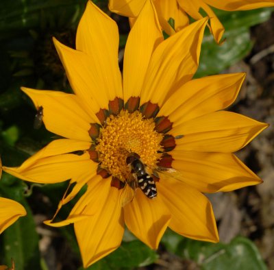 Hover fly on flower.