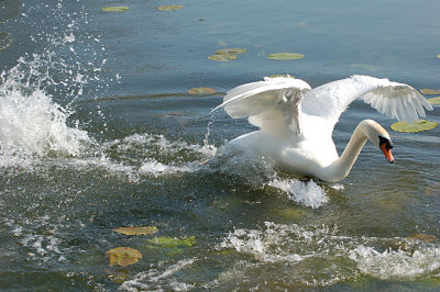 Wild Swan.