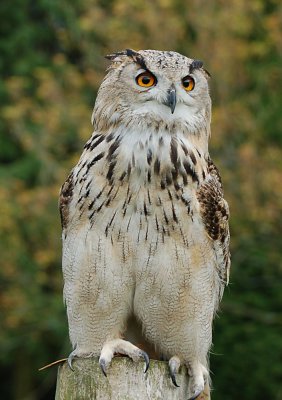 An Eagle Owl.
