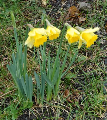 First Daffodils.