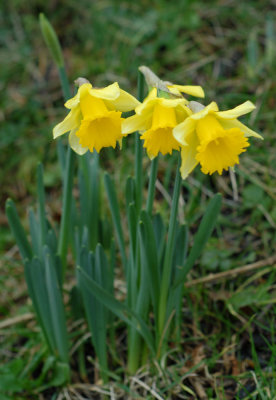 First Daffodils 2.