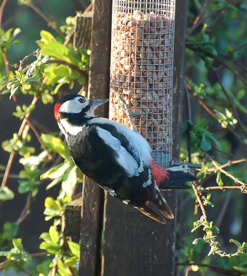 Great spotted woodpecker - Male.