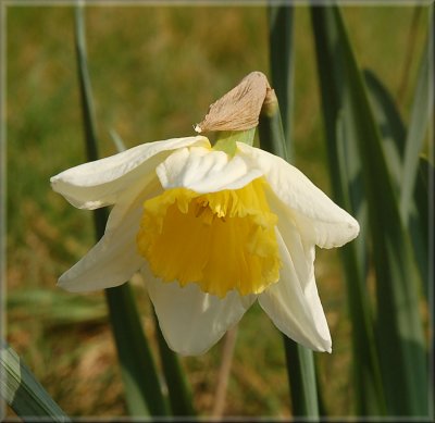 First Daffodil.