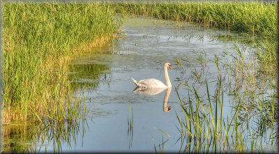 Swan at Ludham Bridge.