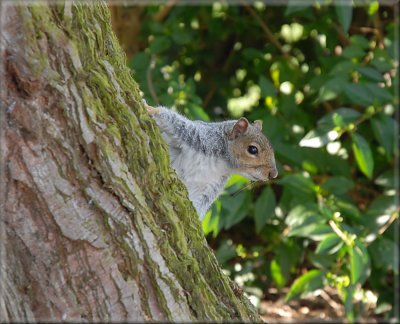 Squirrel in Tredegar Park.