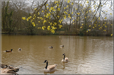 Duck pond.