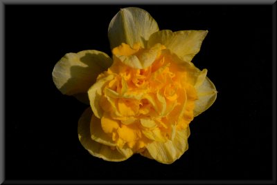 Double Daffodil.