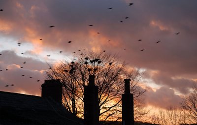 Rooks roosting for the night in the sunset.