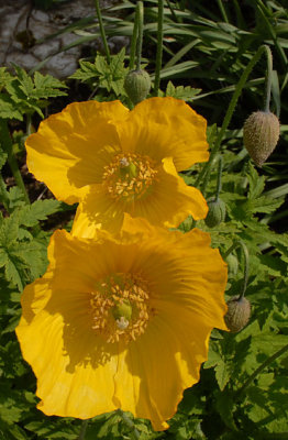 Twin Poppies.