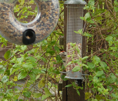 The young male show its face.