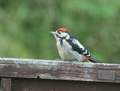 Great Spotted Woodpecker Juvenile male.