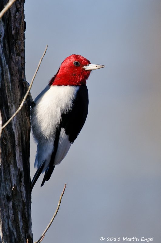 Red-headed Woodpecker