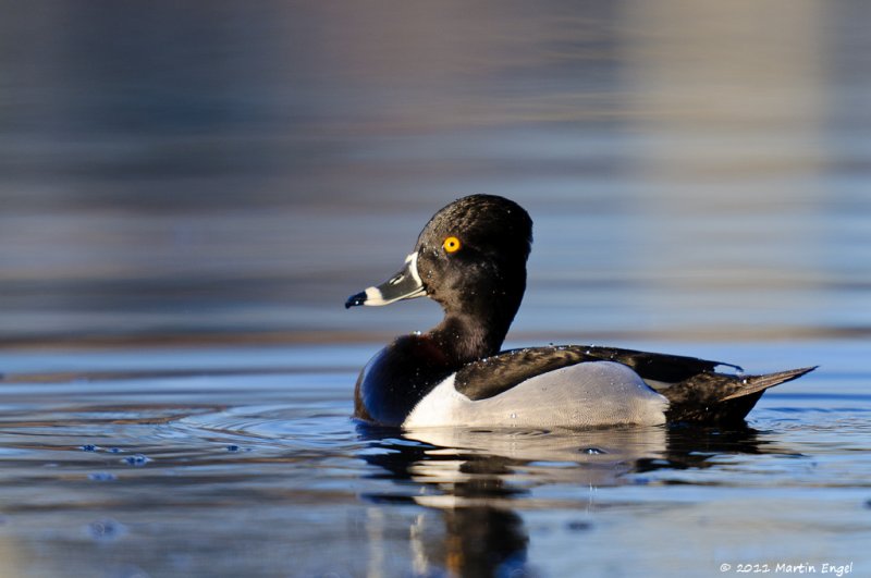 Ring necked Duck