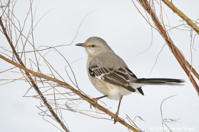 Northern Mockingbird