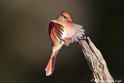 Northern Cardinal