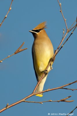 Cedar Waxwing