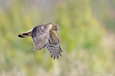 Red-tailed Hawk