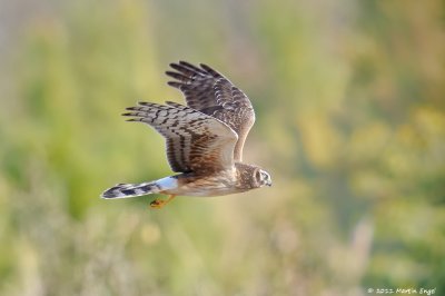 Red-tailed Hawk