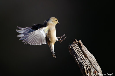 American Goldfinch