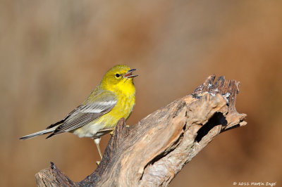 Pine Warbler