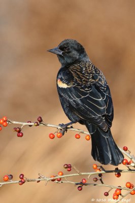 Red-winged Blackbird