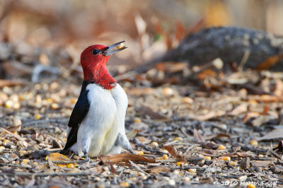 Red-headed Woodpecker