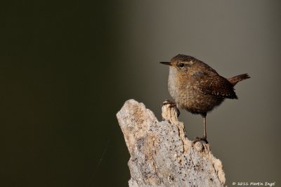 Winter Wren