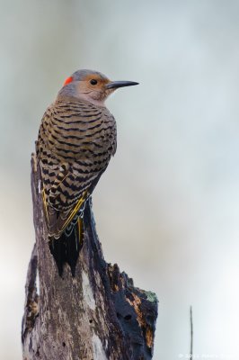 Northern Flicker