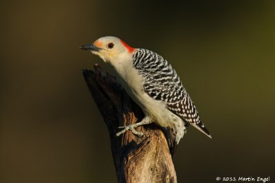 Red-belied Woodpecker