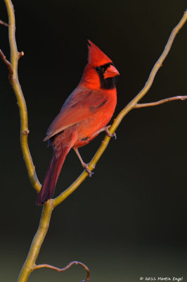 Northern Cardinal