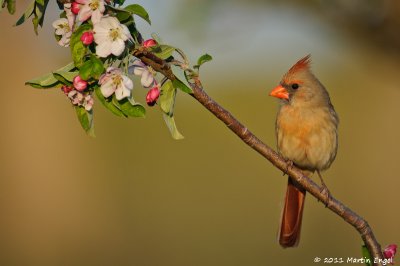 Northern Cardinal
