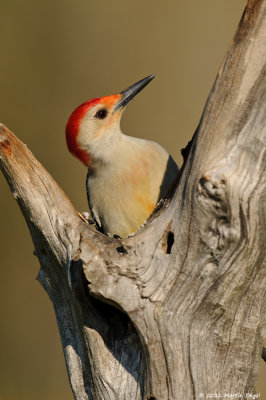 Red-belied Woodpecker
