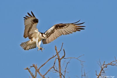 Osprey