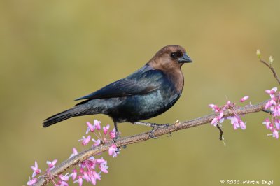 Brown-headed Cowbird