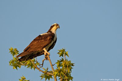 Osprey