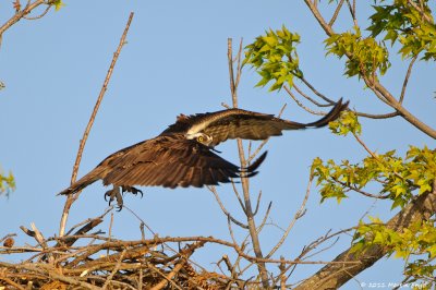 Osprey