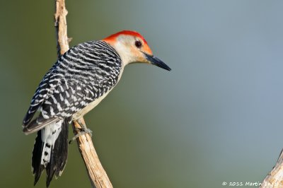 Red-belied Woodpecker